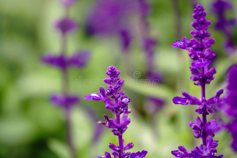 Blue Salvia farinacea flowers, or Mealy Cup Sage. A beautiful, brightly coloured and eye-catching, full blooming purple flowers, bunch into long bouquet on green background, close-up, natural sunlight. Blue Salvia farinacea flowers, or Mealy Cup Sage. A beautiful, brightly coloured and eye-catching, full blooming purple flowers, bunch into long bouquet on green background, close-up, natural sunlight