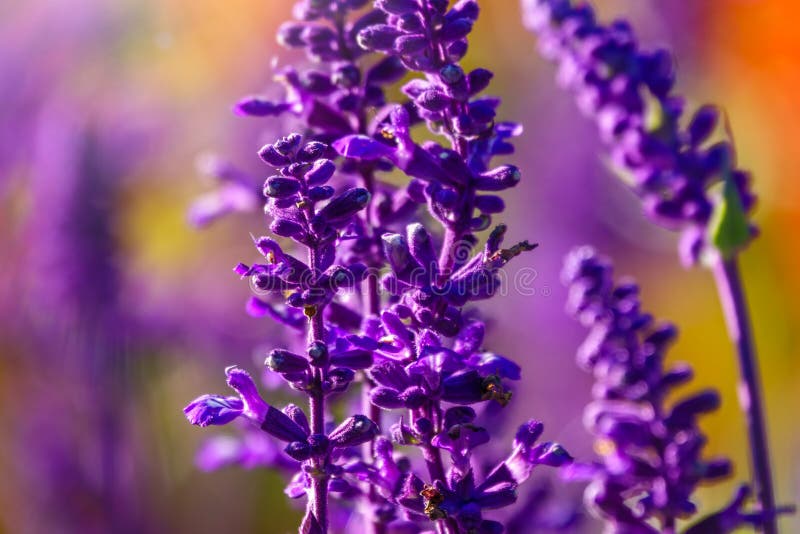 Blue Salvia farinacea flowers, or Mealy Cup Sage. A beautiful, brightly coloured and eye-catching, full blooming purple flowers, bunch into long bouquet on red background, close-up, natural sunlight. Blue Salvia farinacea flowers, or Mealy Cup Sage. A beautiful, brightly coloured and eye-catching, full blooming purple flowers, bunch into long bouquet on red background, close-up, natural sunlight