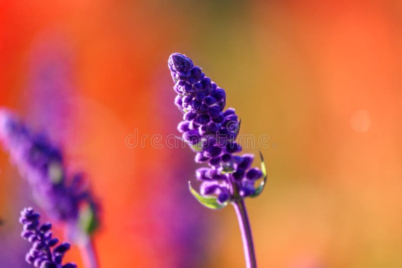 Blue Salvia farinacea flowers, or Mealy Cup Sage. A beautiful, brightly coloured and eye-catching, full blooming purple flowers, bunch into long bouquet on red background, close-up, natural sunlight. Blue Salvia farinacea flowers, or Mealy Cup Sage. A beautiful, brightly coloured and eye-catching, full blooming purple flowers, bunch into long bouquet on red background, close-up, natural sunlight