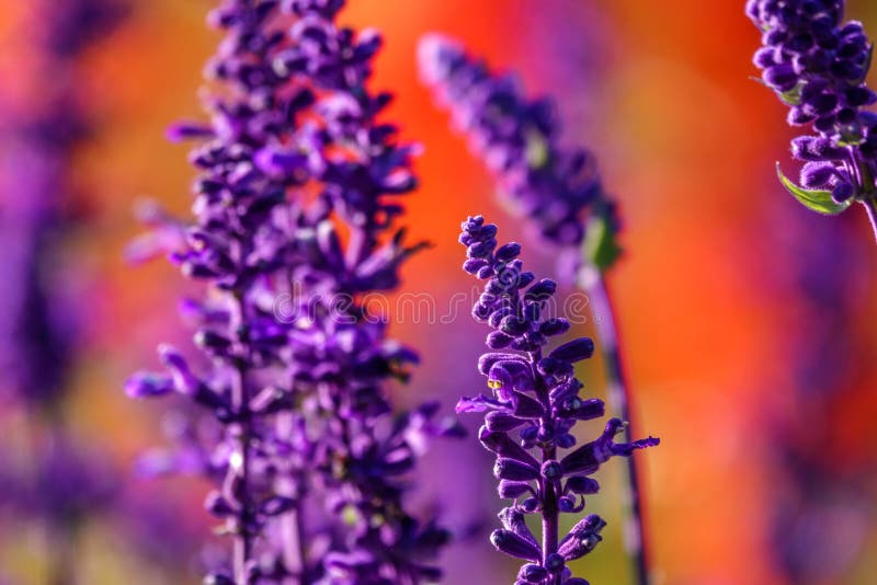 Blue Salvia farinacea flowers, or Mealy Cup Sage. A beautiful, brightly coloured and eye-catching, full blooming purple flowers, bunch into long bouquet on red background, close-up, natural sunlight. Blue Salvia farinacea flowers, or Mealy Cup Sage. A beautiful, brightly coloured and eye-catching, full blooming purple flowers, bunch into long bouquet on red background, close-up, natural sunlight