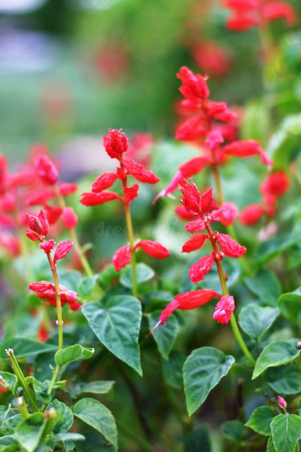 Salvia flowers flower bed in the garden royalty free stock photos Salvia flowers flower bed in the garden royalty free stock photos