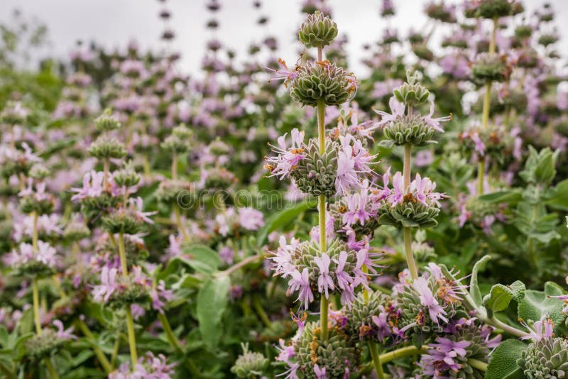 Salvia leucophylla prudente porpora che fiorisce in primavera, California immagine stock libera da diritti Salvia leucophylla prudente porpora che fiorisce in primavera, California immagine stock libera da diritti