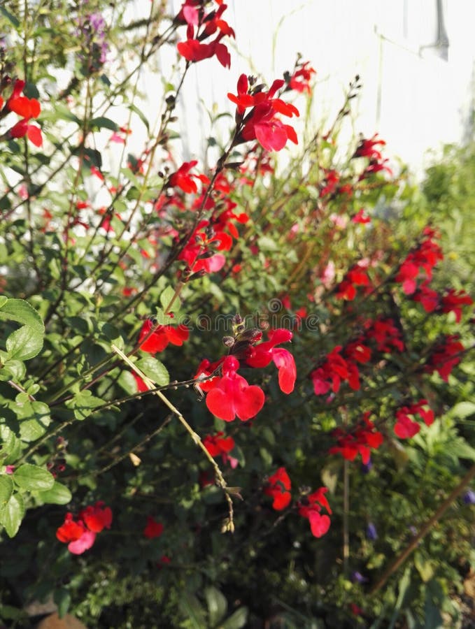 Salvia microphylla `Royal Bumble`, shrubby sage with intense red flowering