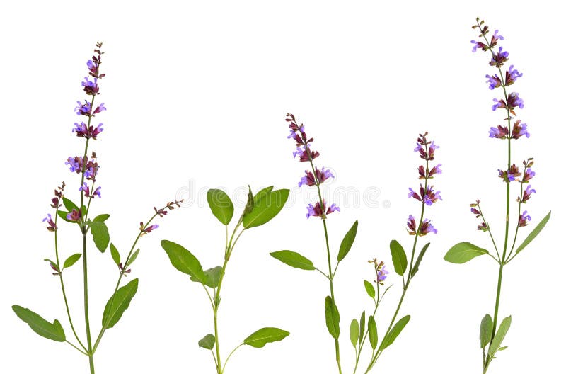 Salvia officinalis planterar vis man som kallas också trädgårds- vis man som är gemensam royaltyfri fotografi Salvia officinalis planterar vis man som kallas också trädgårds- vis man som är gemensam royaltyfri fotografi