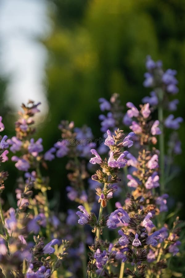 Sauge officinalis, tisane