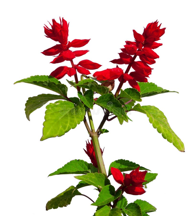 Salvia splendens