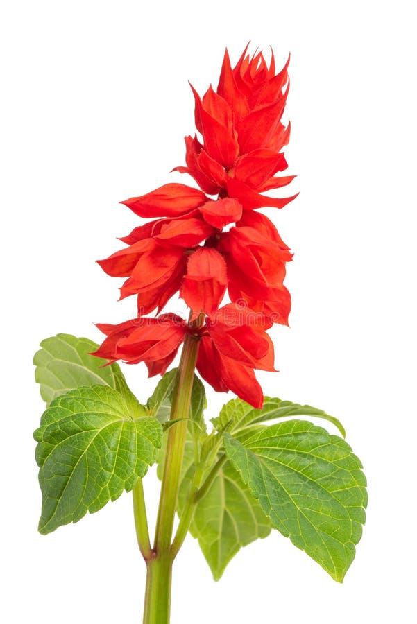 Salvia splendens