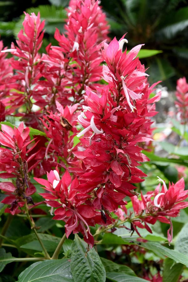 Salvia splendens