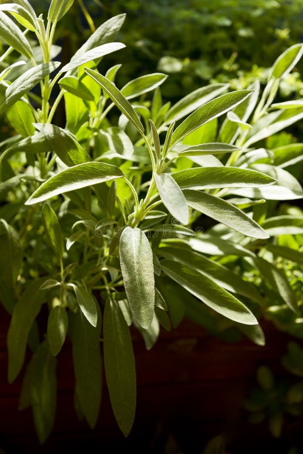 Salvia vis växt i örtagård royaltyfri bild Salvia vis växt i örtagård royaltyfri bild