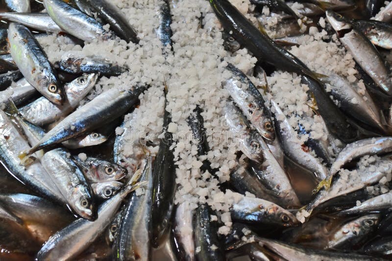 Salzen von Fischen lizenzfreies stockfoto Salzen von Fischen lizenzfreies stockfoto