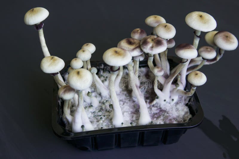 Salón psilocybin fresco. fondo blanco. salón mágico. hongos alucinógenos fotografía de archivo libre de regalías