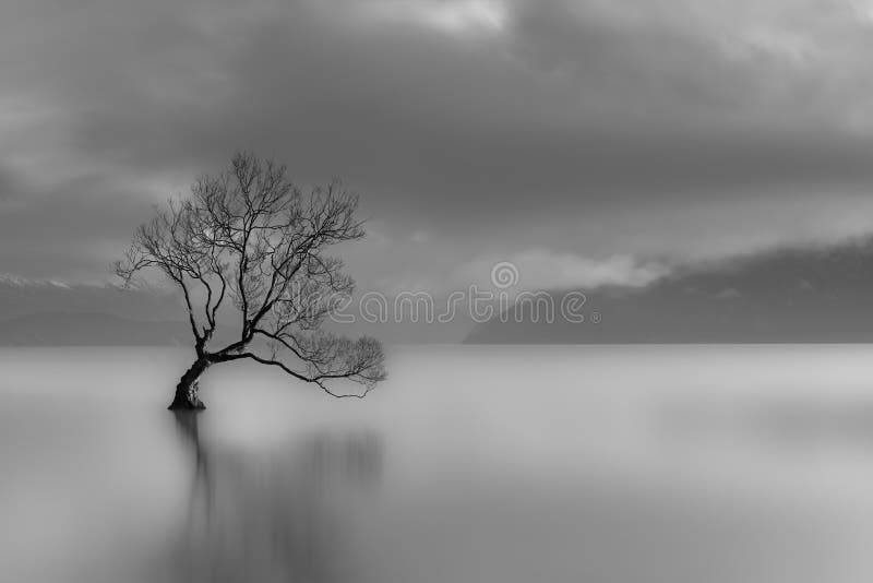 Sam drzewo fotografia stock
