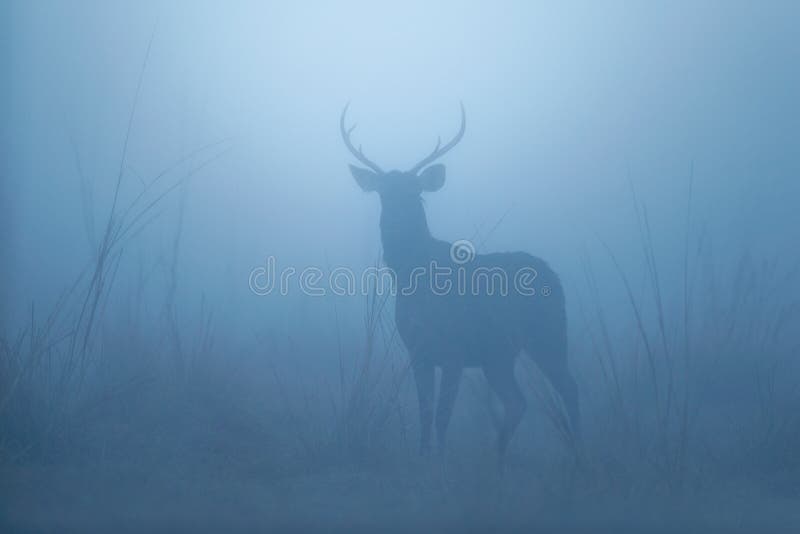 Sambar deer in the nature habitat during misty morning.