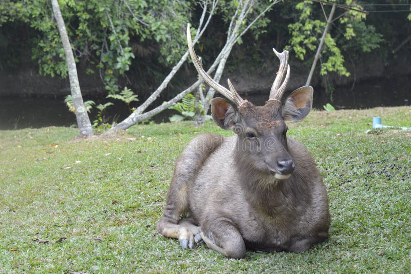 2,051 Sambar Deer Stock Photos - Free & Royalty-Free Stock Photos from  Dreamstime