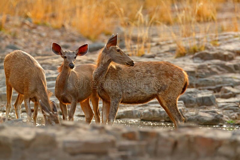 Sambar Deer, Rusa Unicolor, Large Animal, Indian Subcontinent, China,  Nature Habitat. Bellow Majestic Powerful Adult Animal in Sto Stock Image -  Image of lanka, forest: 102079305