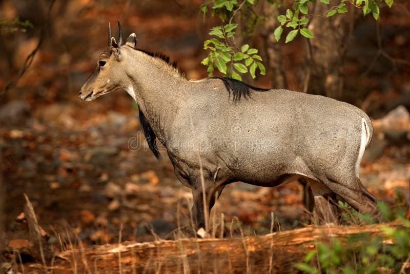 Sambar Deer, Rusa Unicolor, Large Animal, Indian Subcontinent, Rathambore, India. Deer, Nature Habitat Stock Photo - Image of forest, denmark: 109368852 Sambar Deer, Rusa Unicolor, Large Animal, Indian Subcontinent, Rathambore, India. Deer, Nature Habitat Stock Photo - Image of forest, denmark: 109368852