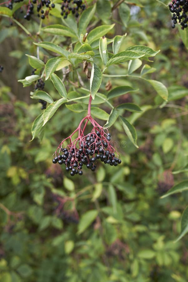 Sambucus nigra fruit stock photo Sambucus nigra fruit stock photo
