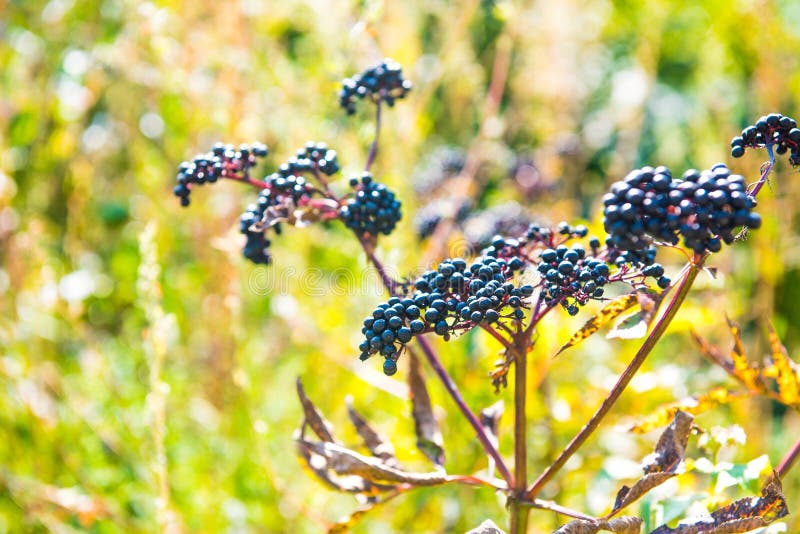 Sambucus nigra is a species complex of flowering plants in the family Adoxaceae native to most of Europe and North America. Common names include elder, elderberry, black elder, European elder, European elderberry and European black elderberry. It grows in a variety of conditions including both wet and dry fertile soils, primarily in sunny locations. Sambucus nigra is a species complex of flowering plants in the family Adoxaceae native to most of Europe and North America. Common names include elder, elderberry, black elder, European elder, European elderberry and European black elderberry. It grows in a variety of conditions including both wet and dry fertile soils, primarily in sunny locations.