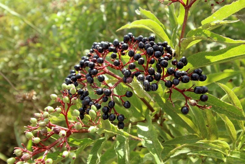 Sambucus nigra fruits close up. Sambucus nigra fruits close up