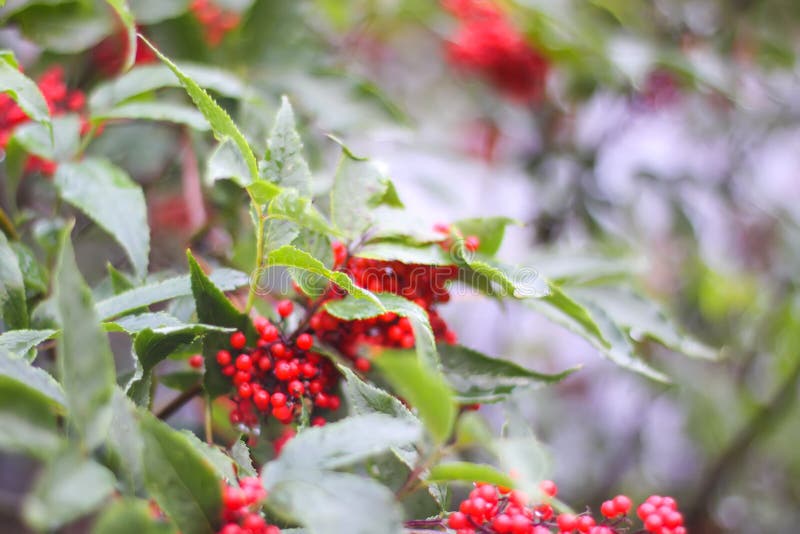 Sambucus Racemosa, Common Red Elderberry, Red-berried Elder Berries on ...