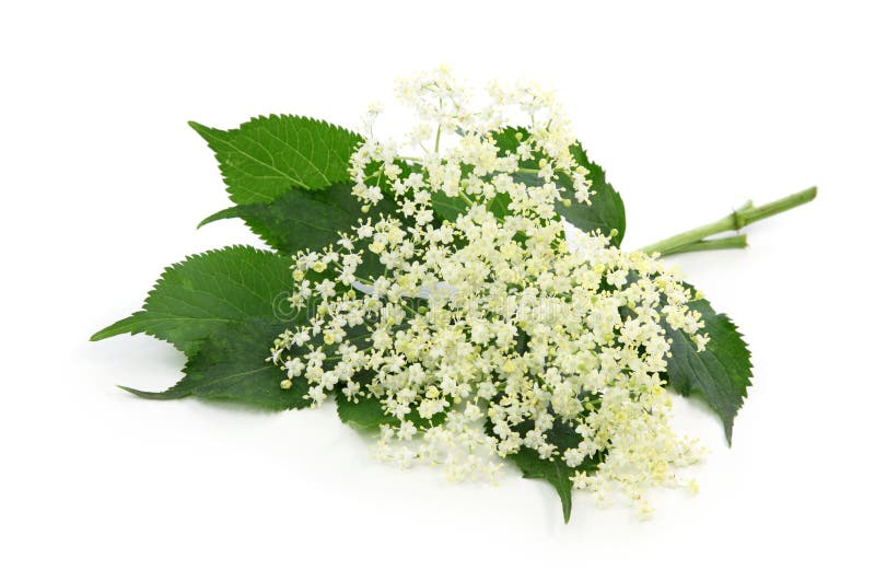 Sambucus nigra or elder isolated on white background. Sambucus nigra or elder isolated on white background