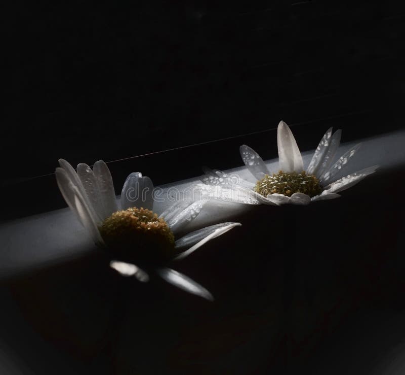 Samen royalty-vrije stock afbeelding