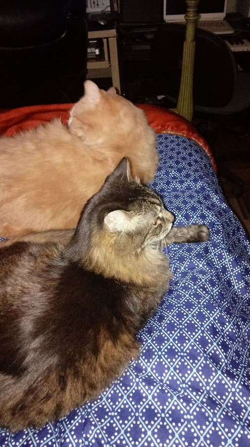 Sami & de Gestreepte kat en Maine Coon Foster Babies van Champ stock foto's Sami & de Gestreepte kat en Maine Coon Foster Babies van Champ stock foto's