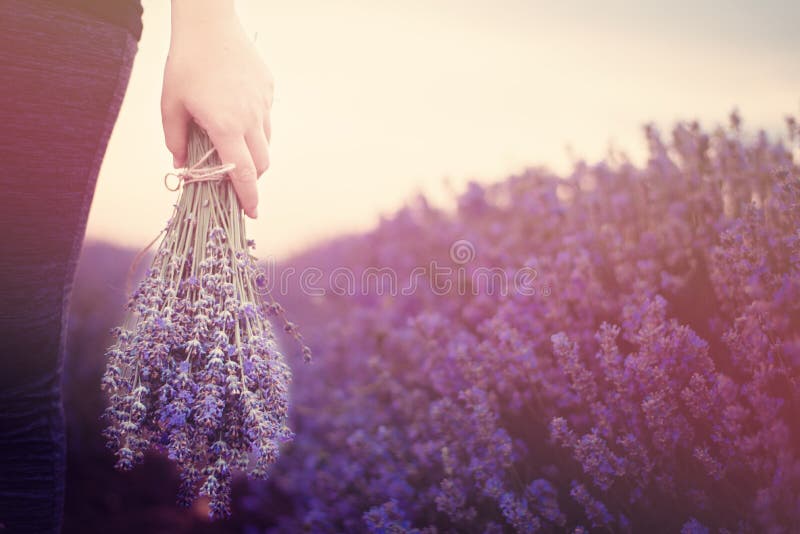 Samla en bukett av lavendel Flickahand som rymmer en bukett av ny lavendel i lavendelfält Sol sologenomskinlighet, ilsken blick arkivbild Samla en bukett av lavendel Flickahand som rymmer en bukett av ny lavendel i lavendelfält Sol sologenomskinlighet, ilsken blick arkivbild