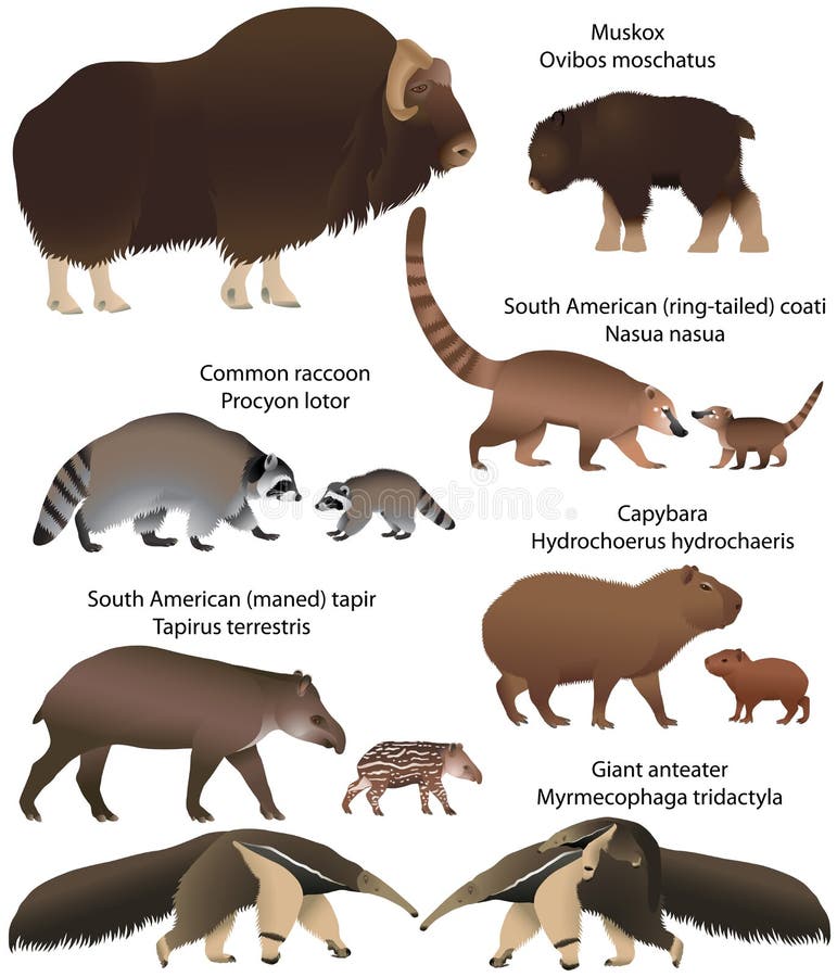Samling av djur med gröngölingar som bor i territoriet av norden och Sydamerika: muskox gemensam tvättbjörn som är södra - amerik royaltyfri illustrationer Samling av djur med gröngölingar som bor i territoriet av norden och Sydamerika: muskox gemensam tvättbjörn som är södra - amerik royaltyfri illustrationer
