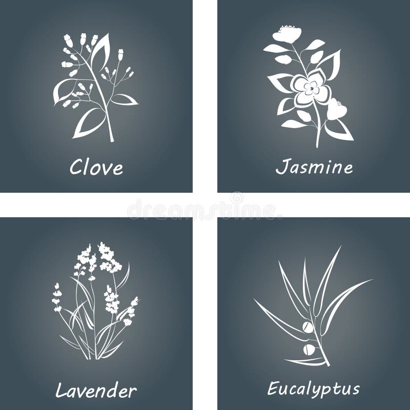 Samling av örtar Etiketter för nödvändiga oljor och naturliga tillägg Lavendel eukalyptuns, jasmin, klöv stock illustrationer Samling av örtar Etiketter för nödvändiga oljor och naturliga tillägg Lavendel eukalyptuns, jasmin, klöv stock illustrationer