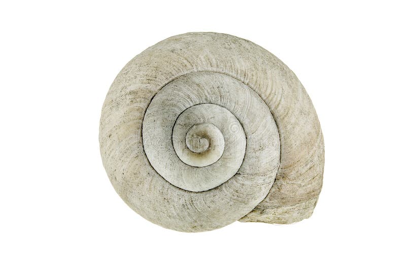 samlingen kommer universitetsläraren vet min skalsnail t var fotografering för bildbyråer samlingen kommer universitetsläraren vet min skalsnail t var fotografering för bildbyråer