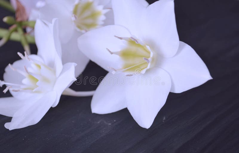 sammans?ttning blommar illustrationvektorn blommar white royaltyfria foton sammans?ttning blommar illustrationvektorn blommar white royaltyfria foton