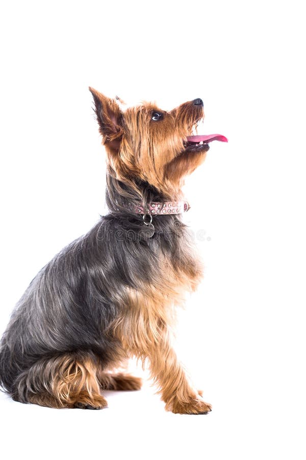 Sammanträdestående av en gullig Yorkshire terrier royaltyfri bild Sammanträdestående av en gullig Yorkshire terrier royaltyfri bild