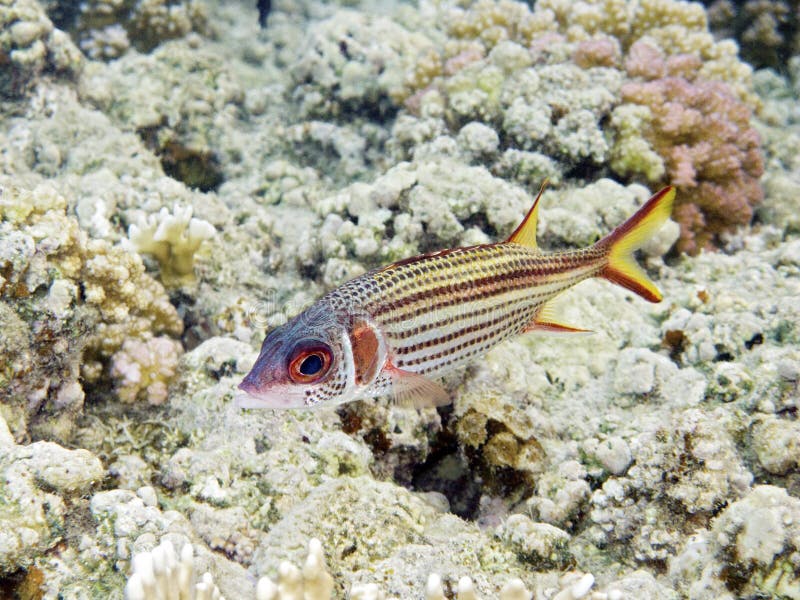 Sammara Squirrelfish