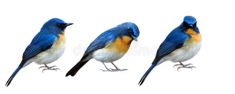 Sammlung Blue Vogels isoliert auf weißem Hintergrund in den verschiedenen Arten und exotische Tier der schönen Positionen