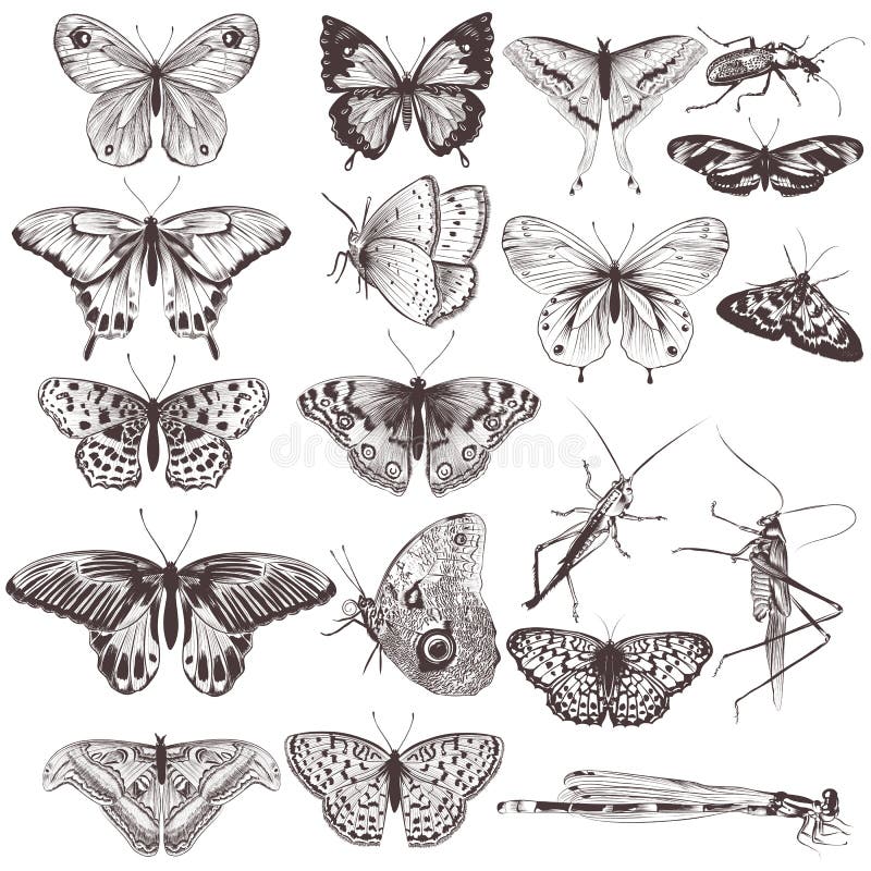 Sammlung gezeichnete Schmetterlinge des Vektors Hand