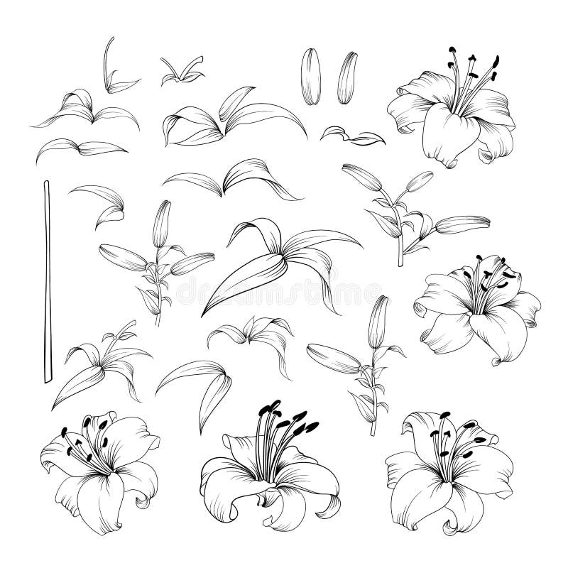 Sammlung Lilienblumen lizenzfreie abbildung