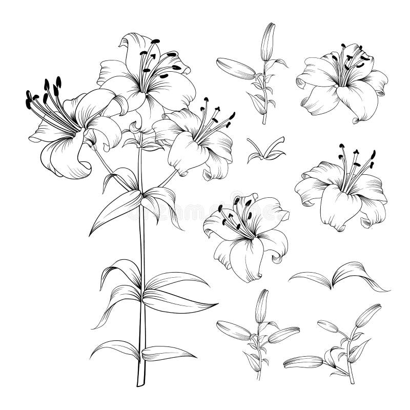 Sammlung Lilienblumenelemente Ehrf? rchtiger Satz f? r Designer Bl? tendschungel-Blumenb? ndel Schwarze Blumen von Lilien stock abbildung