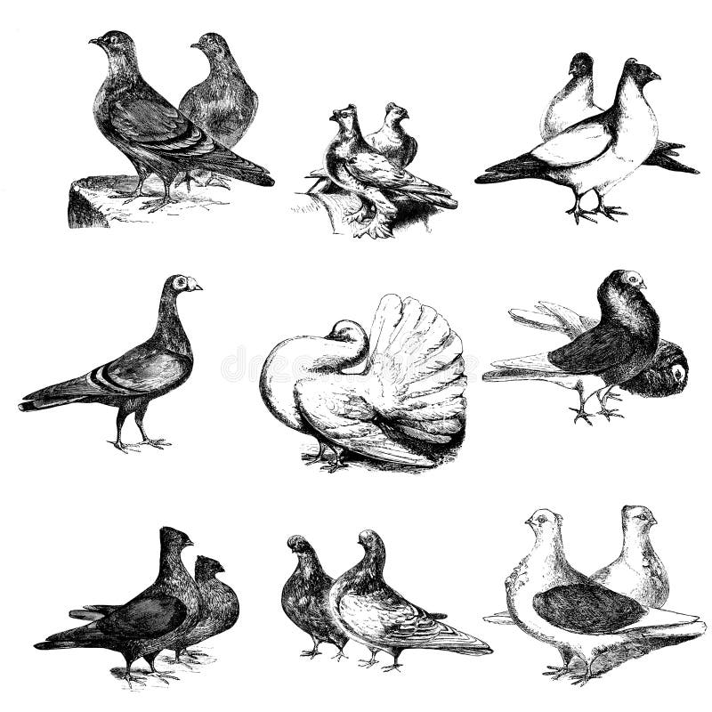 Fantail Stock Illustrationen Vektoren Kliparts 232 Stock Illustrationen