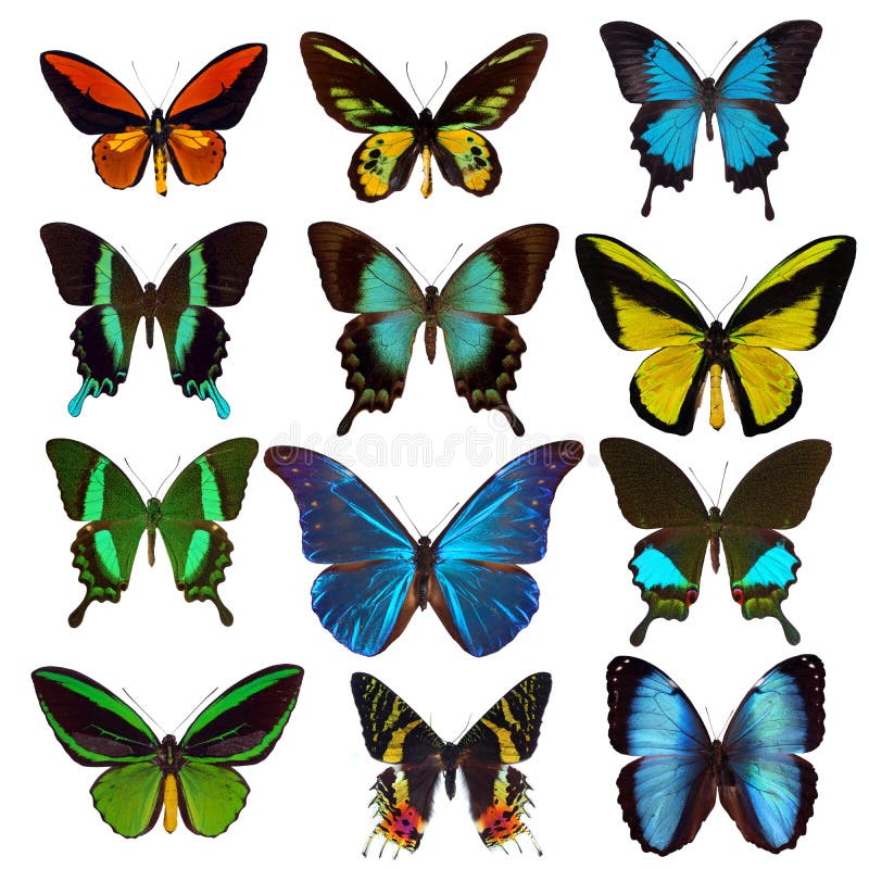 Sammlung tropische Schmetterlinge