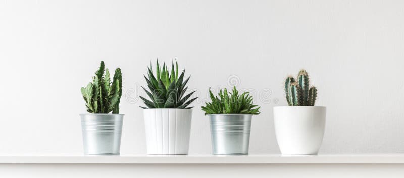 Sammlung verschiedener Kaktus und saftige Anlagen in den verschiedenen Töpfen Eingemachte Kaktuszimmerpflanzen auf weißem Regal
