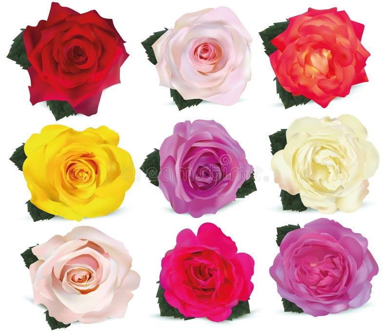 Sammlungsrosen auf wei? em Hintergrund Ikone stieg Rosen rot, beige, purpurrot, Rosa, weiß, korallenrot, gelb, orangegelb 3d lizenzfreie abbildung