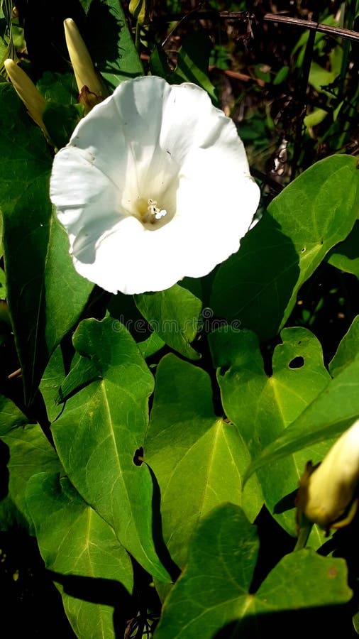 Samotna biała dzika petunia na tle zieleni latem