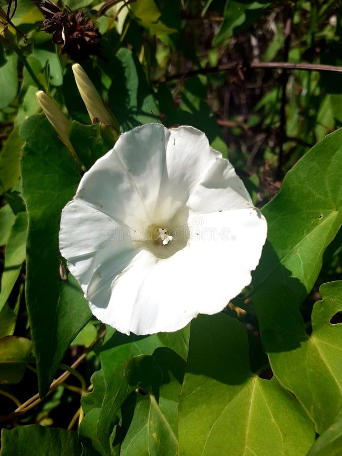 Samotna biała dzika petunia na tle zieleni latem