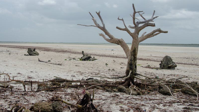 Samotnie suche drzewo na plaży Zanzibaru zdjęcie stock Samotnie suche drzewo na plaży Zanzibaru zdjęcie stock