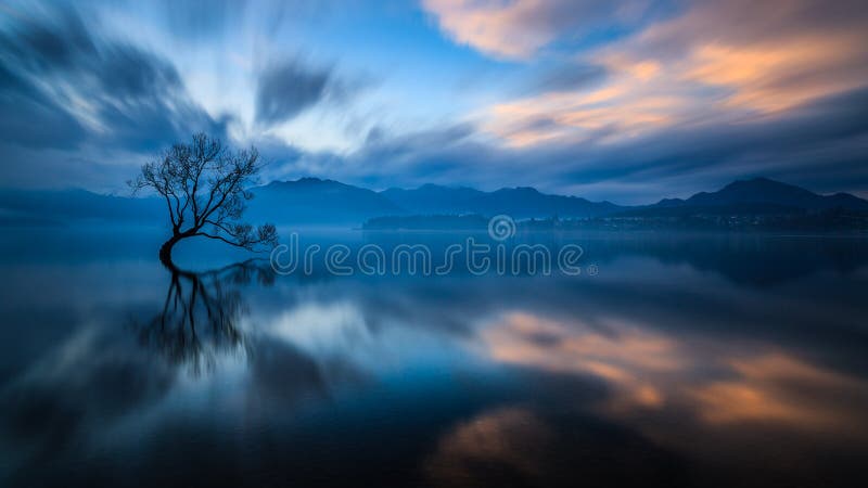 Samotny drzewo Wanaka obraz royalty free