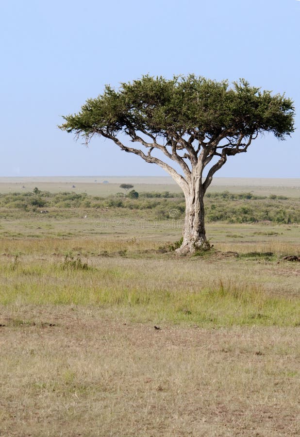 Samotny Kenya drzewo Mara zdjęcie royalty free