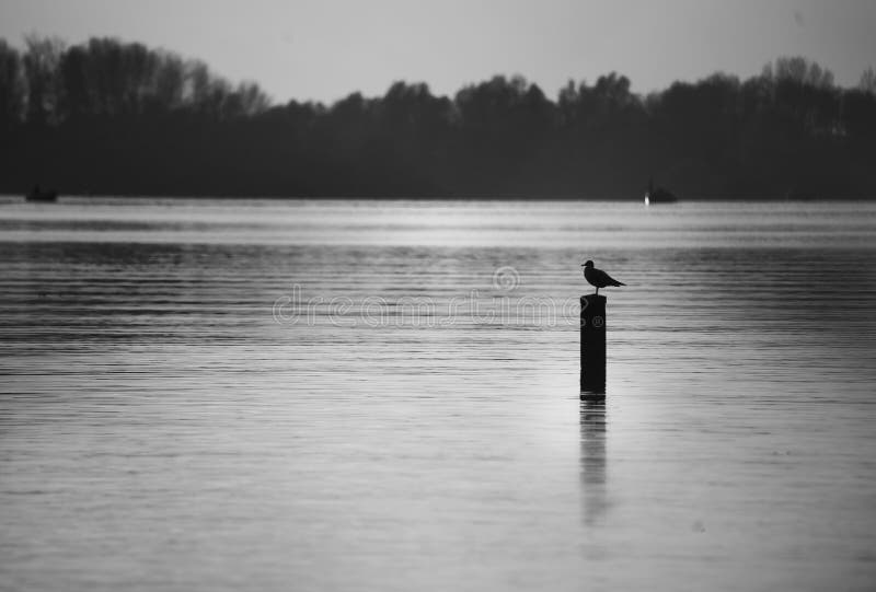 Samotny seagull obsiadanie i odpoczywać na drewnianym słupie w jeziorze zdjęcie stock Samotny seagull obsiadanie i odpoczywać na drewnianym słupie w jeziorze zdjęcie stock