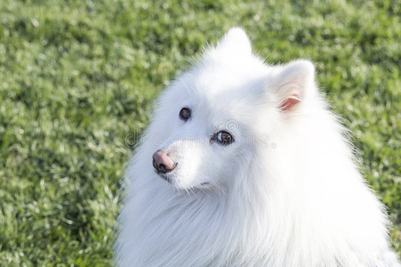 samoyed lizenzfreies stockbild samoyed lizenzfreies stockbild