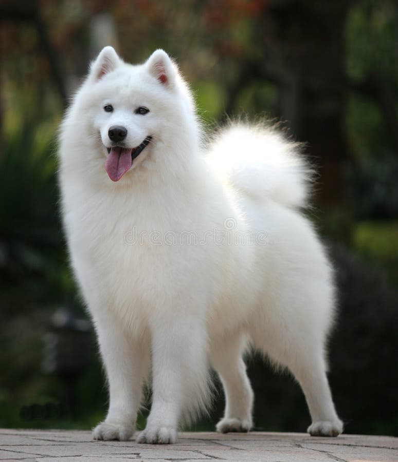 Samoyed stock photo. Image of bikejoring, mammal, polar 5450466